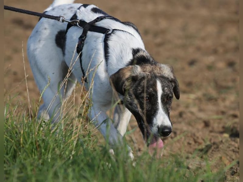 London - zarte Seele wartet in 41812 Erkelenz