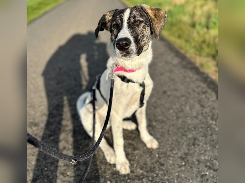 London - zarte Seele wartet in 41812 Erkelenz