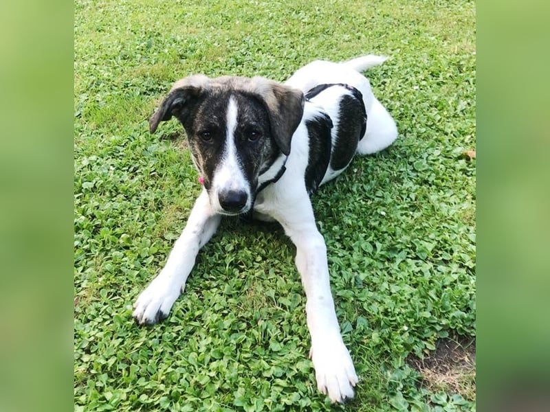 London - zarte Seele wartet in 41812 Erkelenz