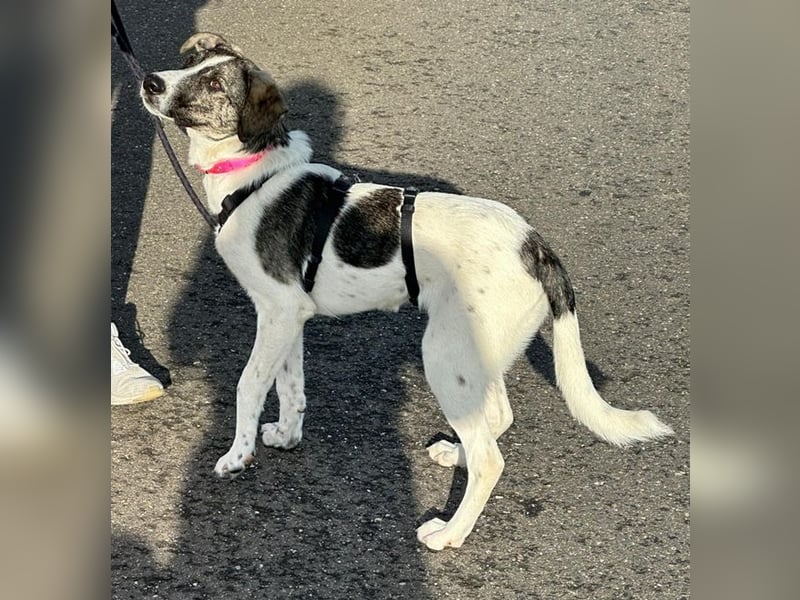 London - zarte Seele wartet in 41812 Erkelenz