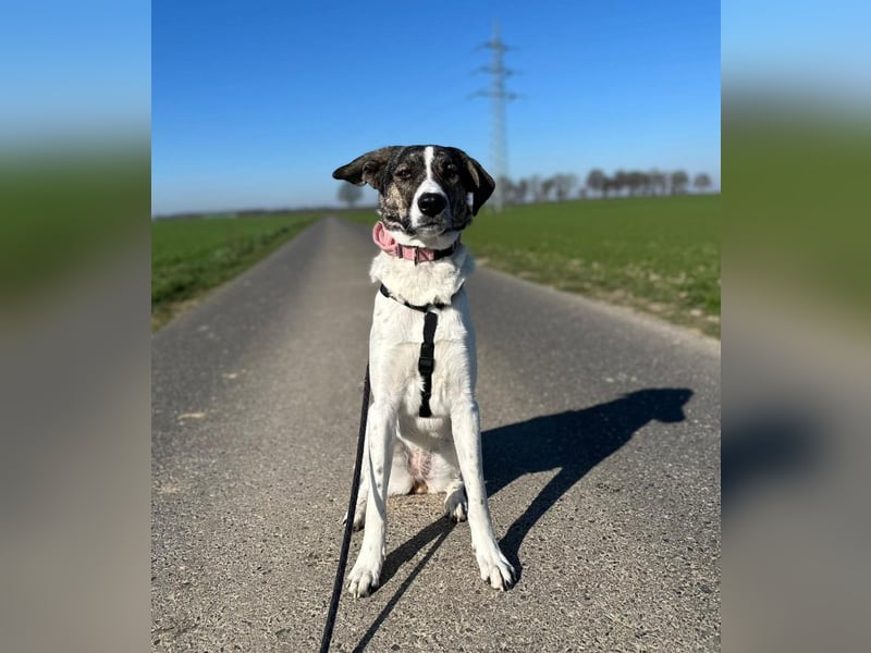 London - zarte Seele wartet in 41812 Erkelenz