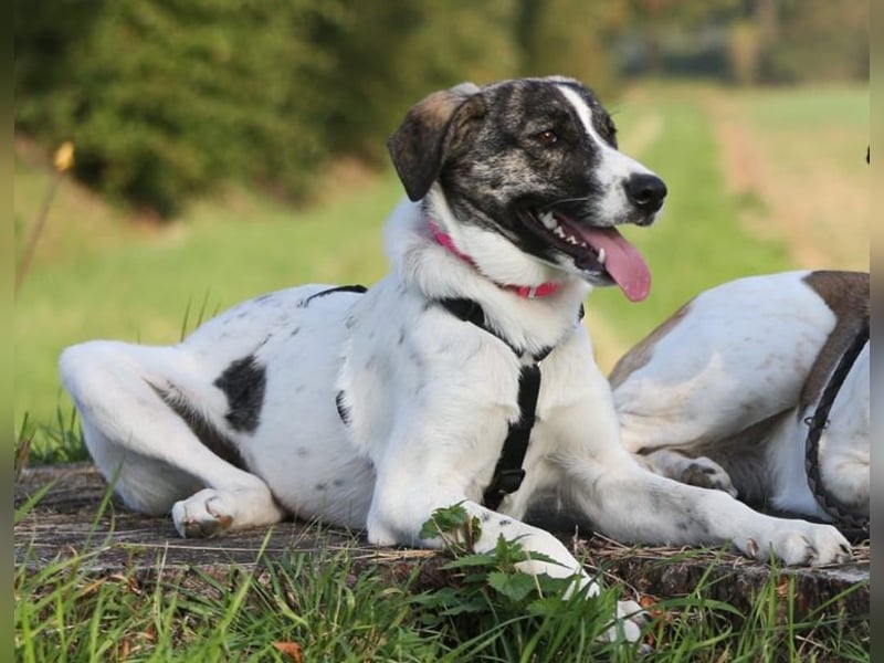 London - zarte Seele wartet in 41812 Erkelenz