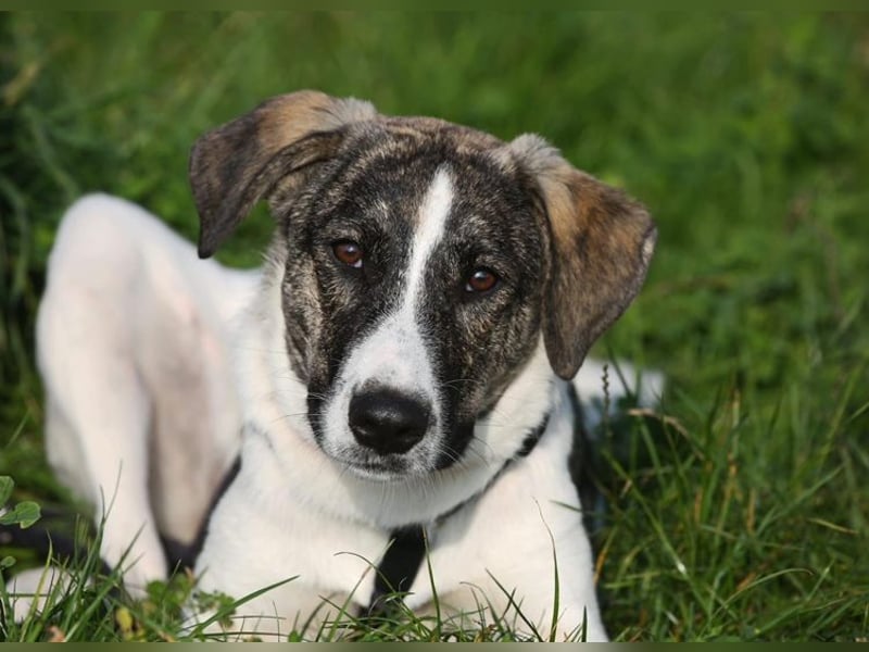 London - zarte Seele wartet in 41812 Erkelenz