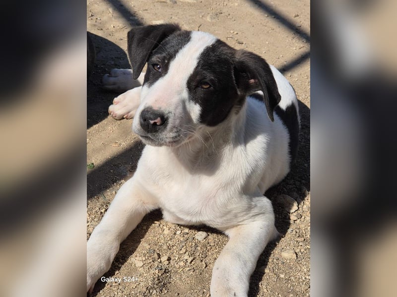 OLAF Ein kleiner Kämpfer sucht sein Großes Glück