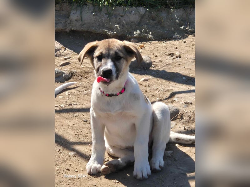 Contessa sucht ein zu Hause