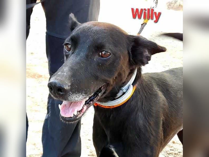Willy - wartet auf dich