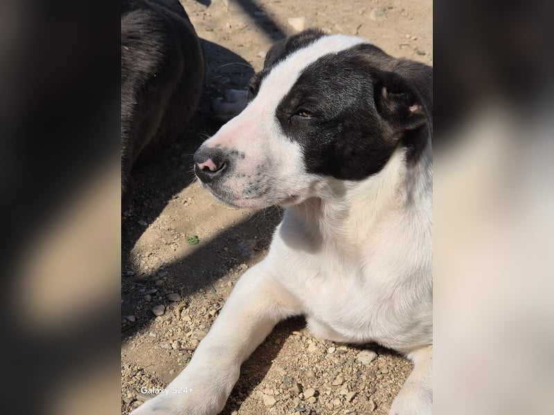 OLAF Ein kleiner Kämpfer sucht sein Großes Glück