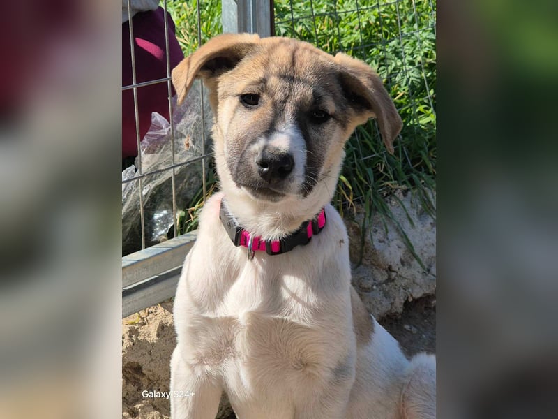 Contessa sucht ein zu Hause