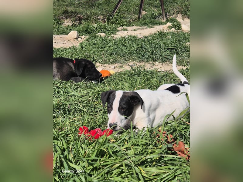 OLAF Ein kleiner Kämpfer sucht sein Großes Glück