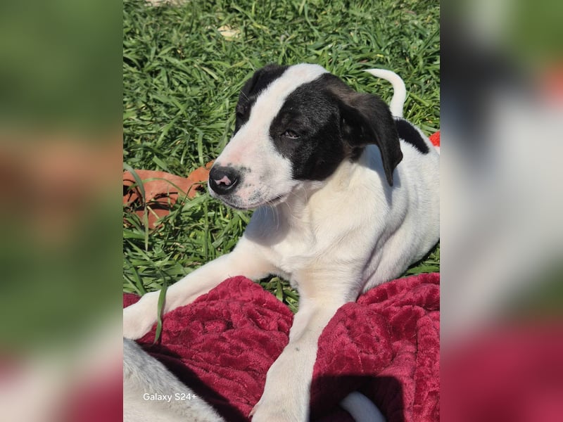 OLAF Ein kleiner Kämpfer sucht sein Großes Glück