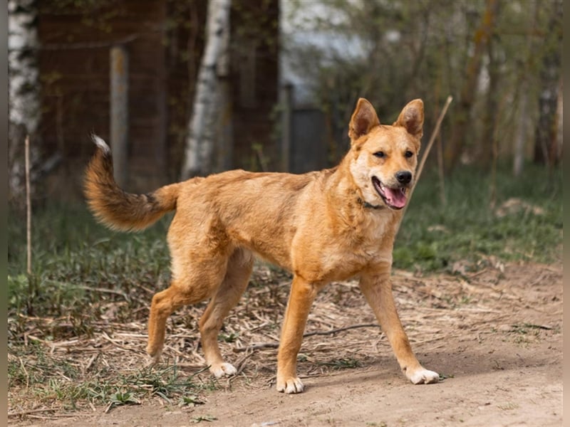 OLLY, geb. 08/23, sucht ihr Familienglück!