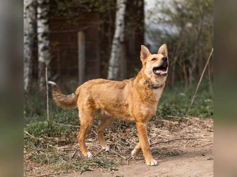 OLLY, geb. 08/23, sucht ihr Familienglück!