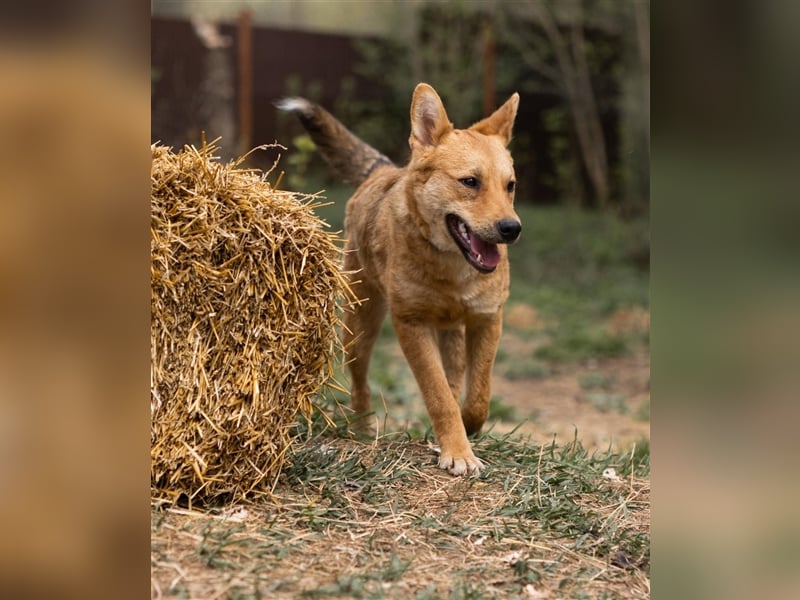 OLLY, geb. 08/23, sucht ihr Familienglück!