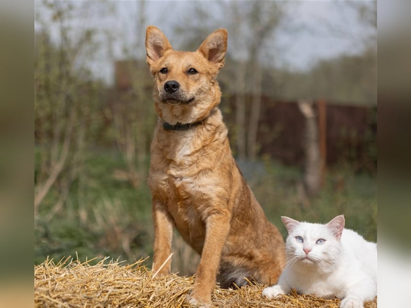 OLLY, geb. 08/23, sucht ihr Familienglück!