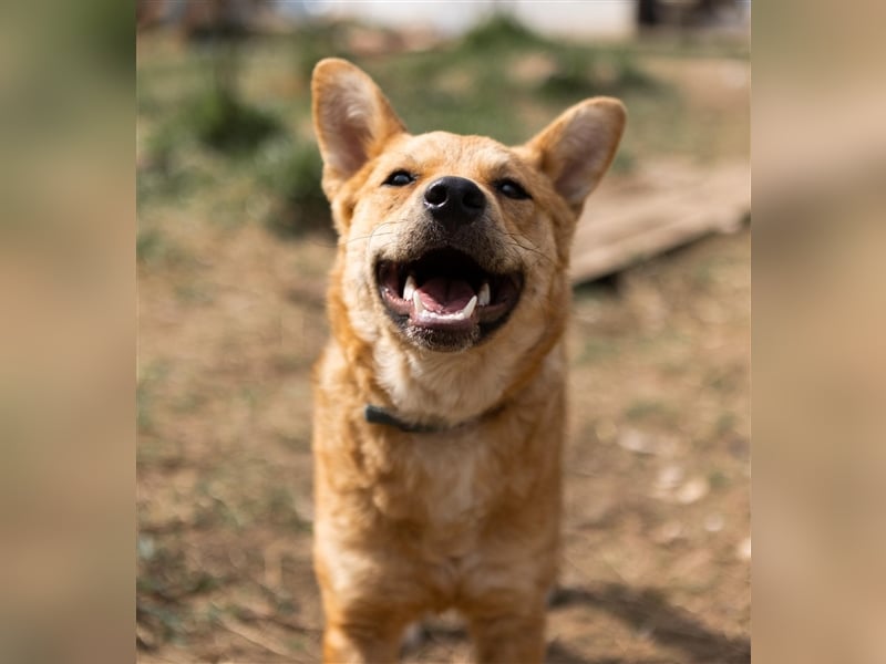 OLLY, geb. 08/23, sucht ihr Familienglück!