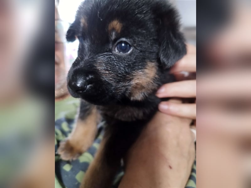 Mischling Welpen Akita inu Ridgeback Schäferhundwelpen