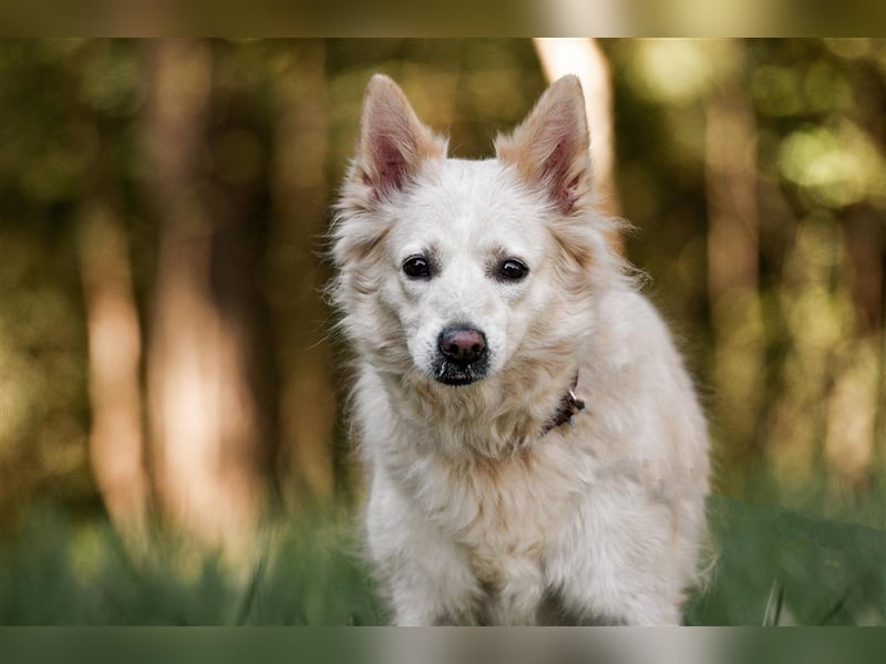 BELKA, geb. ca. 03/2019, blickt direkt in dein Herz