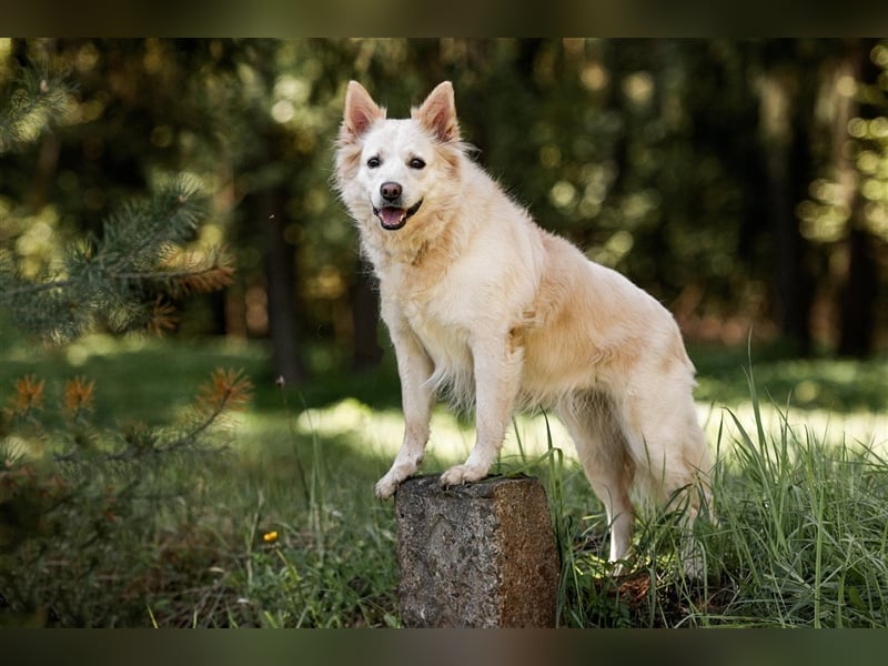 BELKA, geb. ca. 03/2019, blickt direkt in dein Herz