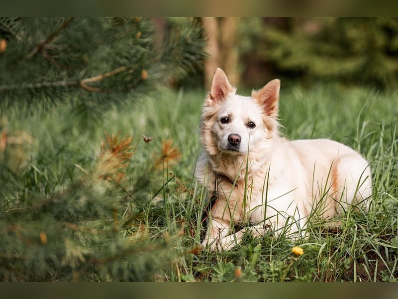 BELKA, geb. ca. 03/2019, blickt direkt in dein Herz