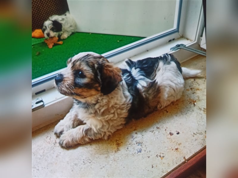 Welpen Malteser Rasse mit Foxterrier Rasse