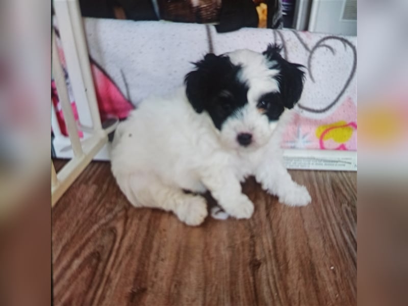 Welpen Malteser Rasse mit Foxterrier Rasse