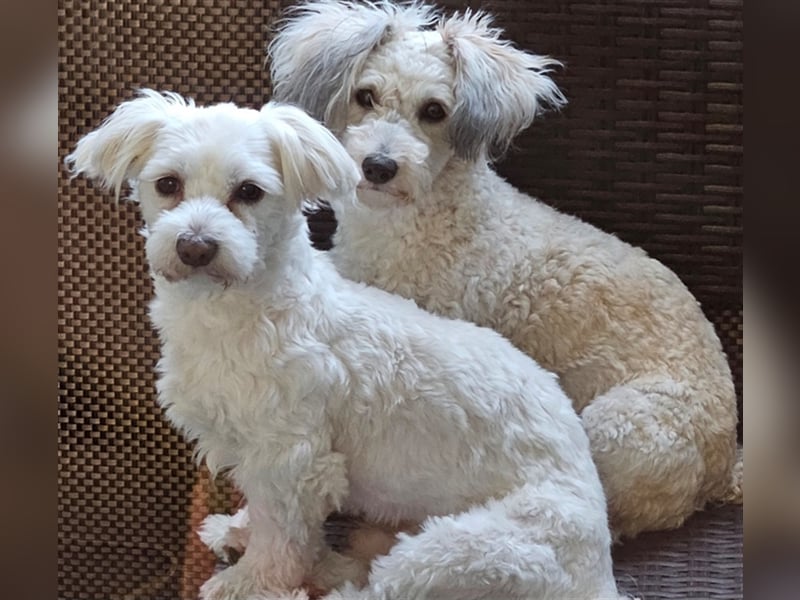 Welpen Malteser Rasse mit Foxterrier Rasse