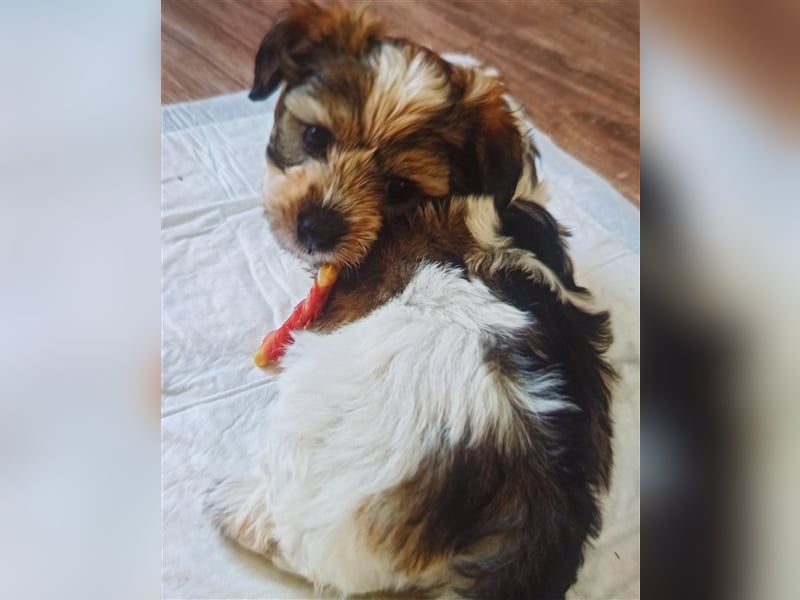 Welpen Malteser Rasse mit Foxterrier Rasse