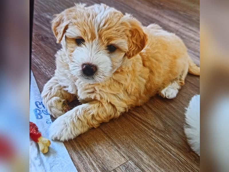 Welpen Malteser Rasse mit Foxterrier Rasse