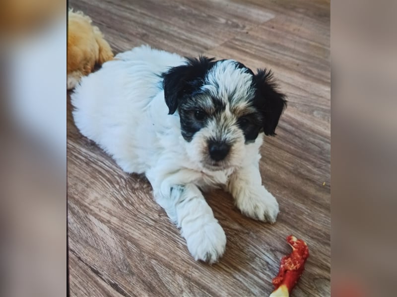 Welpen Malteser Rasse mit Foxterrier Rasse