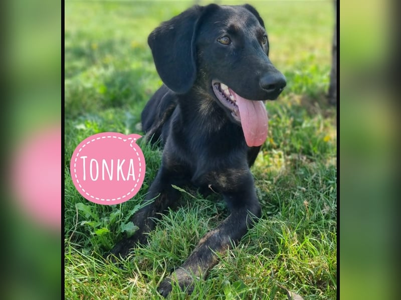 Tonka eine tolle Familienhündin