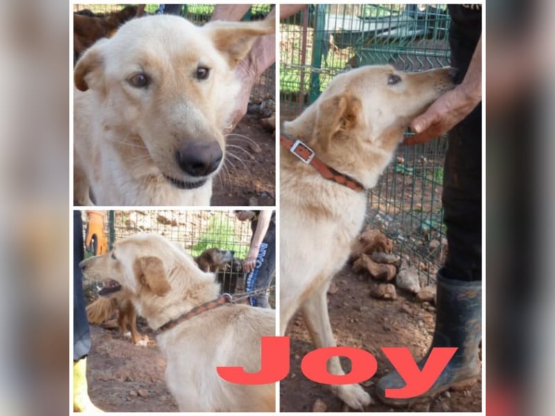 Joy sucht ihr Für-Immer-Zuhause