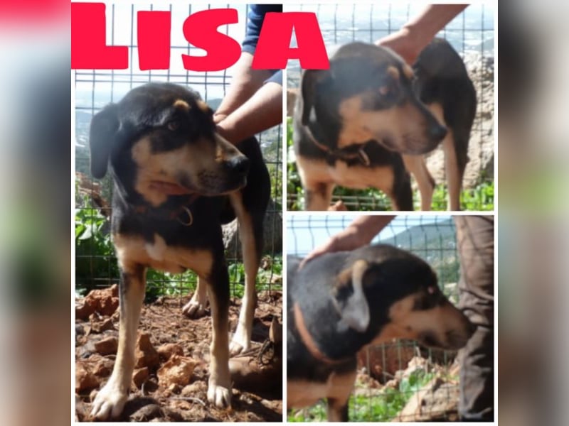Lisa sucht ihre Familie