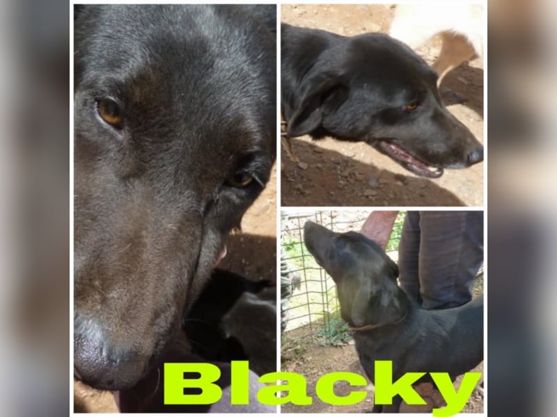 Blacky sucht sein Für-Immer-Zuhause
