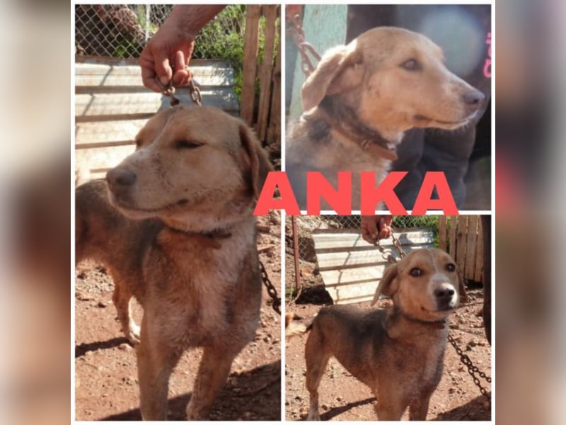 Anka sucht ihr Für-Immer-Zuhause