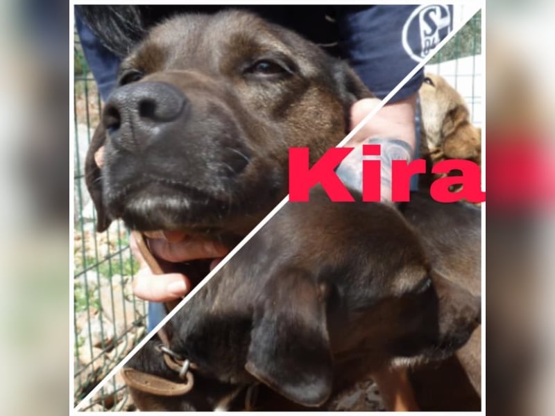 Kira sucht ihr Für-Immer-Zuhause
