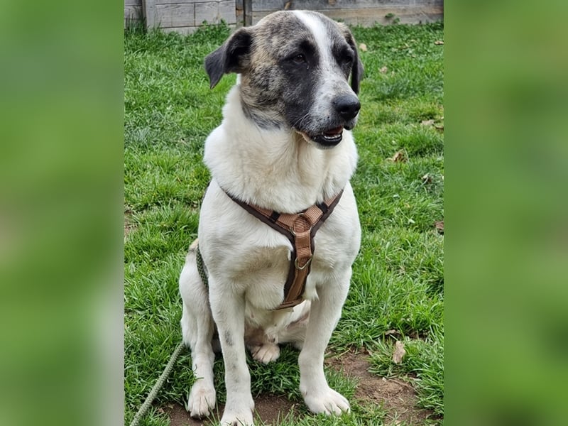 Hündin Mandy aus dem Tierschutz sucht ein Zuhause