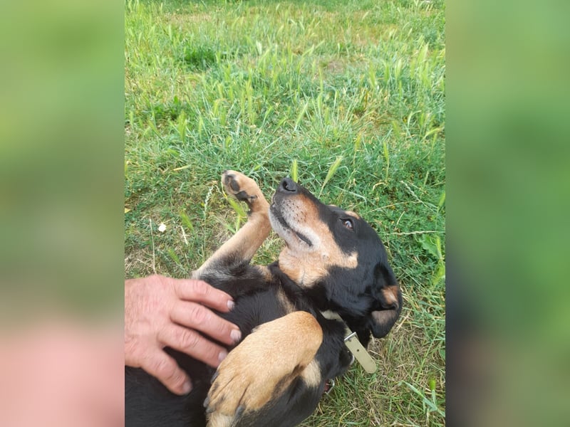 Bella2 sucht dringend ein Plätzchen bei ihrem Herzensmenschen