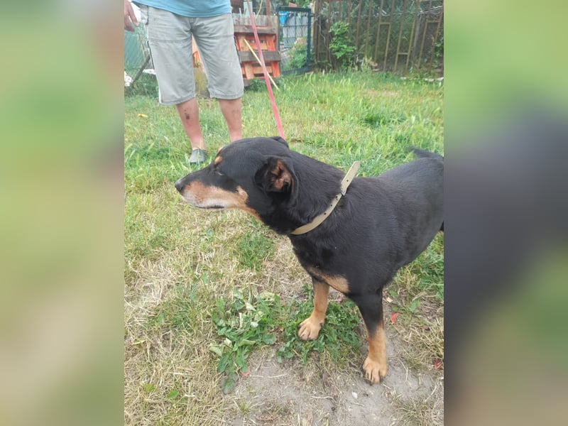 Bella2 sucht dringend ein Plätzchen bei ihrem Herzensmenschen