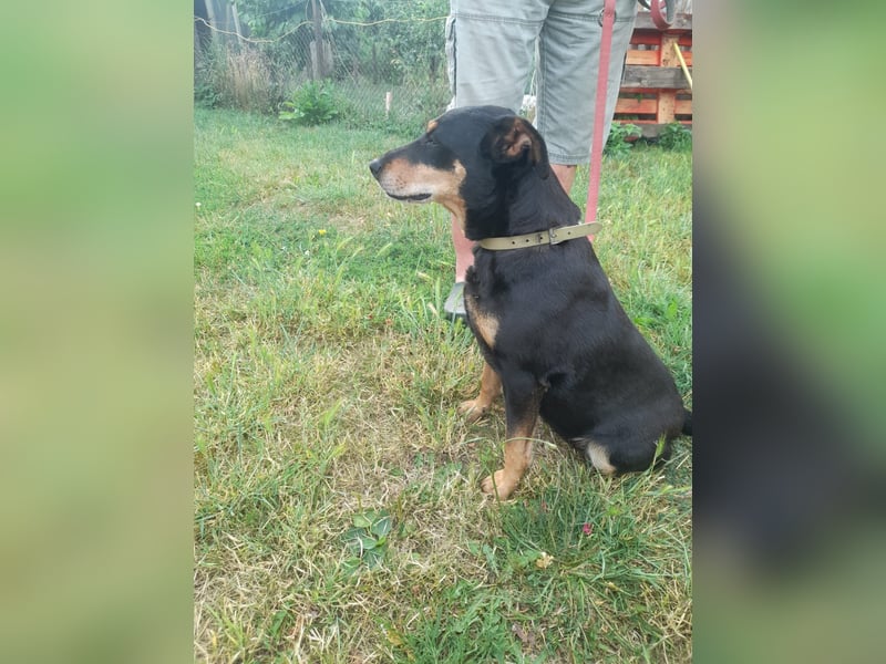 Bella2 sucht dringend ein Plätzchen bei ihrem Herzensmenschen
