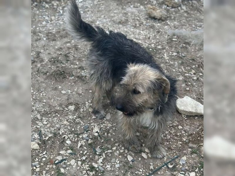 Emma, ein Schätzchen auf der Suche nach dem Glück