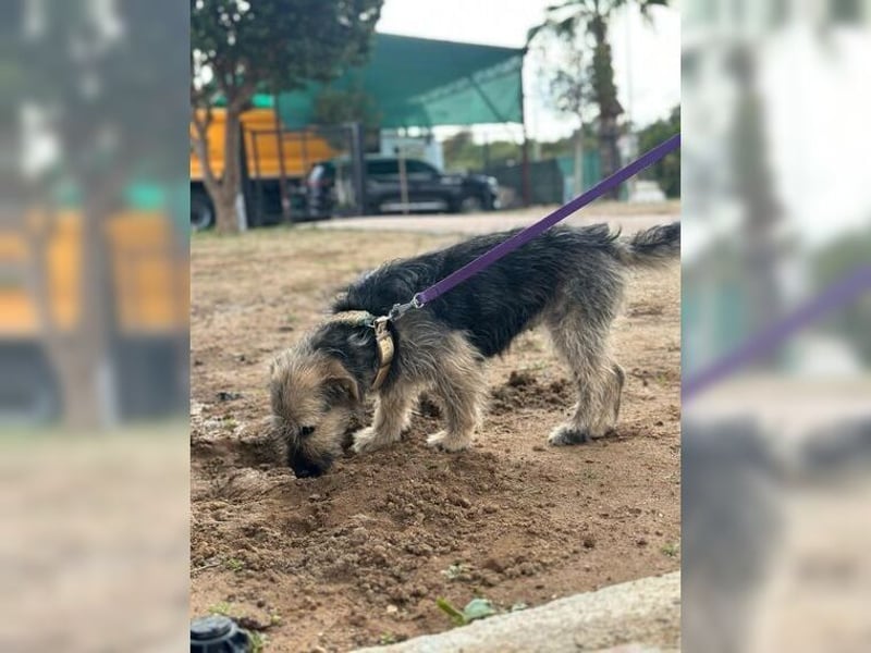 Emma, ein Schätzchen auf der Suche nach dem Glück
