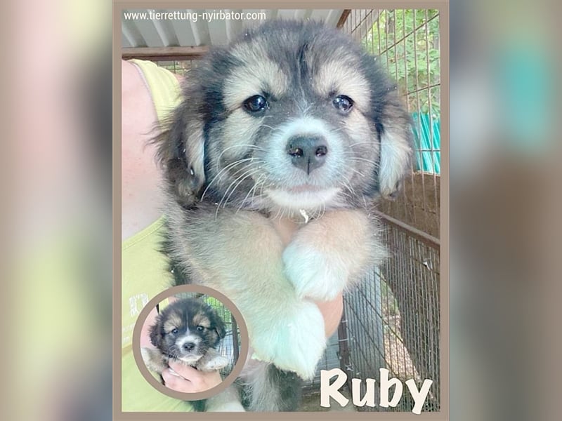 RUBY, zuckersüsse Hummel