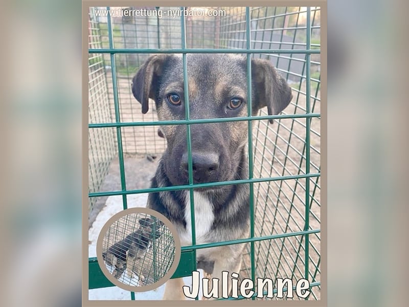 JULIENNE, sucht erfahrene Menschen mit viel Liebe und Geduld