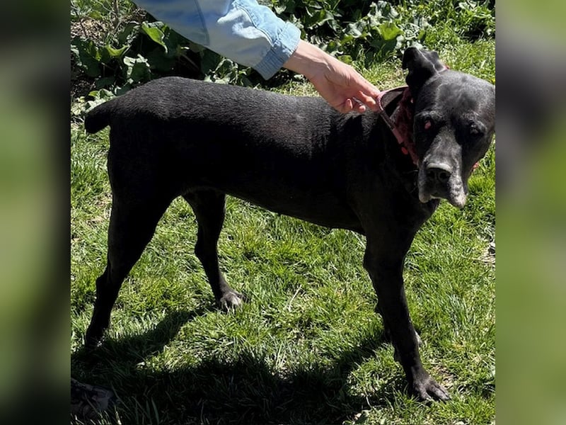 Kali sucht dringend ein Zuhause