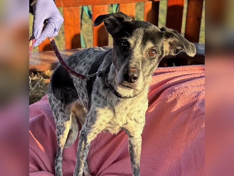 liebenswerte Peggy