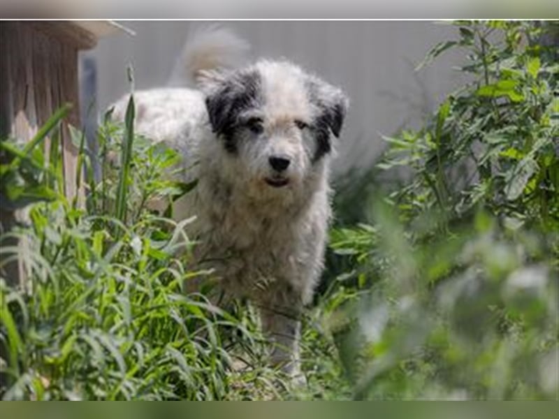 Wuschelkopf FINE sucht ihre Familie