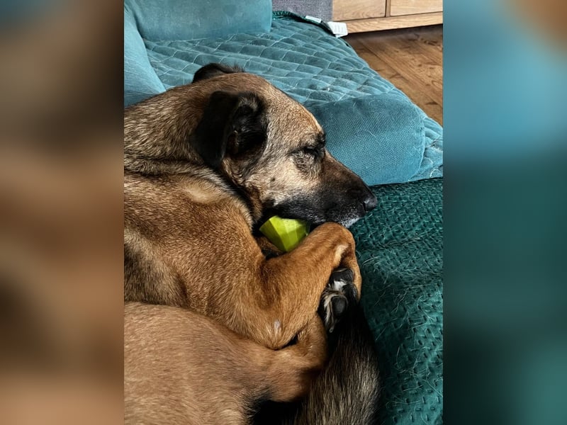 schüchterne TILDA sucht geduldiges, ländliches Zuhause