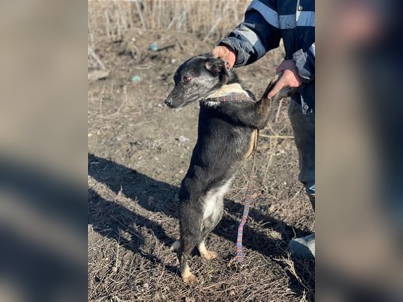 Cami, unsere flotte Biene sucht aktives Zuhause