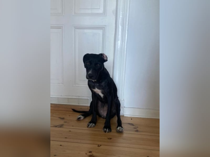 Dolly, a.d.Tierschutz, sucht Happy-Home