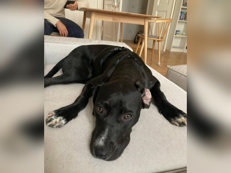 Dolly, a.d.Tierschutz, sucht Happy-Home
